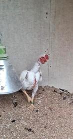Koppeltje witte ko shamo, Dieren en Toebehoren, Pluimvee