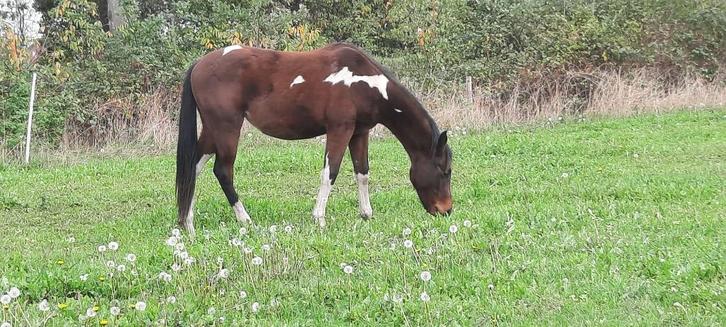paint merrie 2 jaar, Dieren en Toebehoren, Paarden, Merrie, Niet van toepassing, Minder dan 160 cm, 0 tot 2 jaar, Westernpaard