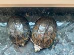 Deux tortues, Animaux & Accessoires, Reptiles & Amphibiens, Domestique, Amphibien, 0 à 2 ans