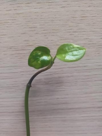 Monstera pinnatipartita, Huis en Inrichting, Ophalen of Verzenden