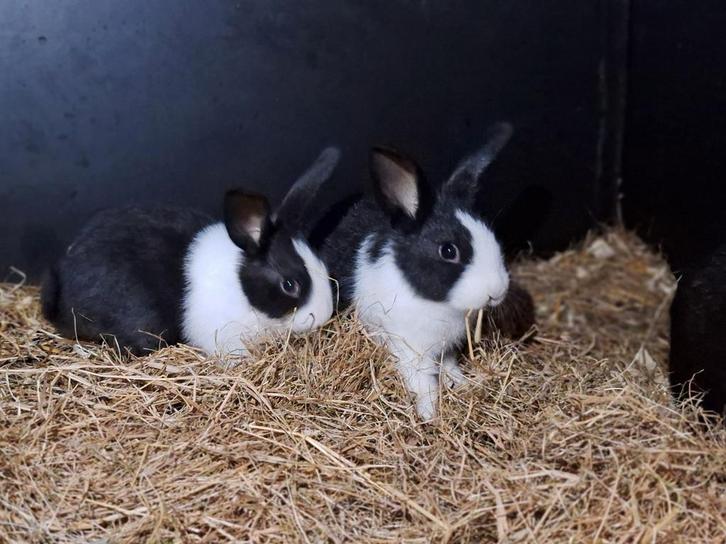 Hollander konijntjes te koop, Dieren en Toebehoren, Konijnen