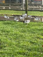 Eurp kluut, Dieren en Toebehoren, Pluimvee, Meerdere dieren, Overige soorten