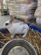 Mannelijk dwergkonijntje, Dieren en Toebehoren, Mannelijk, Klein, 0 tot 2 jaar