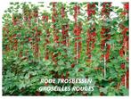 MOOIE RODE TROSBES-STRUIKEN, ACTIE ! 5 STUKS VOOR 15€, Volle zon, Vaste plant, Ophalen of Verzenden, Fruitplanten