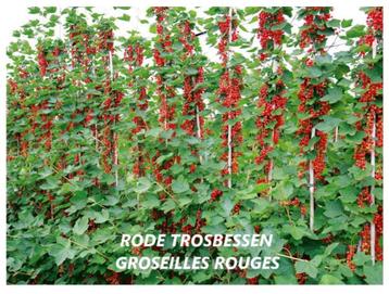 MOOIE RODE TROSBES-STRUIKEN, ACTIE ! 5 STUKS VOOR 18€ beschikbaar voor biedingen