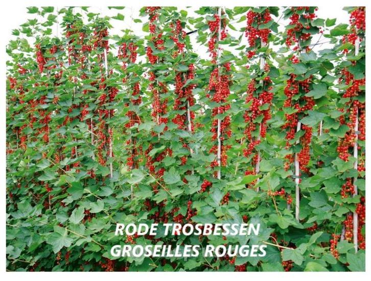 MOOIE RODE TROSBES-STRUIKEN, ACTIE ! 5 STUKS VOOR 18€, Tuin en Terras, Planten | Tuinplanten, Vaste plant, Fruitplanten, Volle zon
