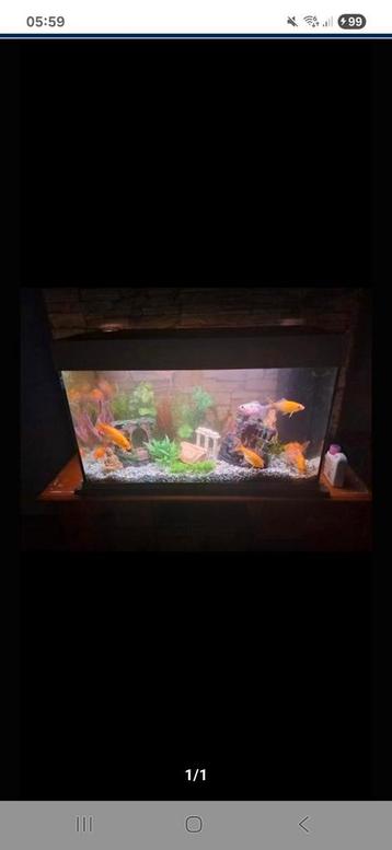 Aquarium met toebehoren en vissen  beschikbaar voor biedingen