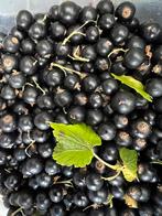 Cassis Bio du Jardin – Récolte 2025, Tuin en Terras, Planten | Tuinplanten, Ophalen, Eenjarig, Halfschaduw, Zomer