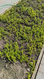 Restant lonicera planten, Tuin en Terras, Planten | Tuinplanten, Ophalen of Verzenden