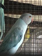 Halsbandparkieten, Dieren en Toebehoren, Tam