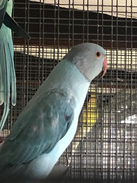 Halsbandparkieten, Dieren en Toebehoren, Vogels | Overige Vogels, Tam