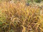 Siergras Miscanthus sacchariflorus sierriet, Ophalen, Volle zon, Vaste plant, Siergrassen