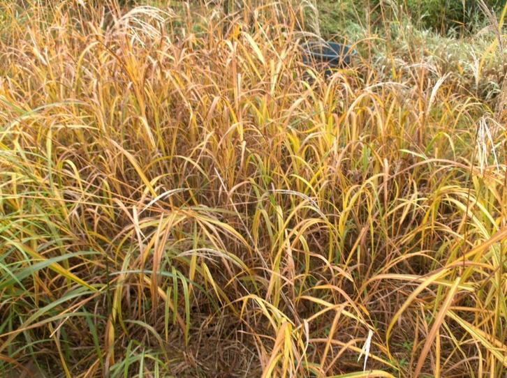 Siergras Miscanthus sacchariflorus sierriet, Tuin en Terras, Planten | Tuinplanten, Vaste plant, Siergrassen, Volle zon, Zomer