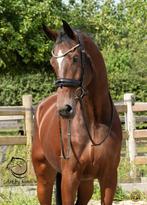Unieke kans op dressuurtopper, Dieren en Toebehoren, 175 cm of meer, Gechipt, Ruin, M