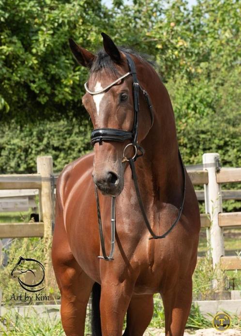 Unieke kans op dressuurtopper, Dieren en Toebehoren, Paarden, Ruin, M, 175 cm of meer, 3 tot 6 jaar, Dressuurpaard, Met stamboom