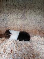 Jong us Teddy zeugje., Domestique, Novembre, Cobaye, Femelle