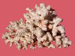 Grote witte zeekoraal white sea-coral., Verzamelen, Ophalen