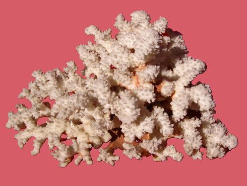 Grote witte zeekoraal white sea-coral., Verzamelen, Mineralen en Fossielen, Ophalen
