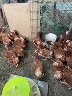 Legkippen te koop, Dieren en Toebehoren, Vrouwelijk, Kip