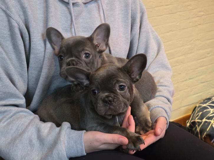 Superbes bouledogues français, Animaux & Accessoires, Chiens | Chihuahuas & Chiens de compagnie, Plusieurs animaux, Autres races