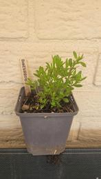 Bonenkruid, Tuin en Terras, Planten | Tuinplanten, Ophalen, Volle zon, Vaste plant, Kruiden
