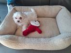 Maltezer pup, België, Maltezer, Fokker | Hobbymatig, Reu