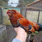 Watermaalse baardkrielen, Plusieurs animaux, Poule ou poulet