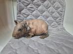 Super mooi rood bont skinny cavia zeugje, Animaux & Accessoires, Rongeurs, Femelle, Cobaye, Domestique