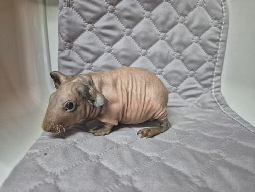 Super mooi rood bont skinny cavia zeugje, Dieren en Toebehoren, Knaagdieren, Vrouwelijk, Cavia, Tam