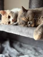 Brits korthaae poes, Dieren en Toebehoren, Poes, Gechipt, 6 jaar of ouder