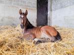 Veulen  Kassanova de la Pomme x Balou du Rouet, Springpaard, Gechipt, 0 tot 2 jaar, Hengst