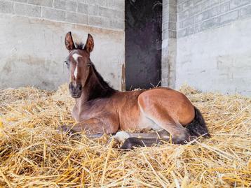 Veulen  Kassanova de la Pomme x Balou du Rouet  beschikbaar voor biedingen