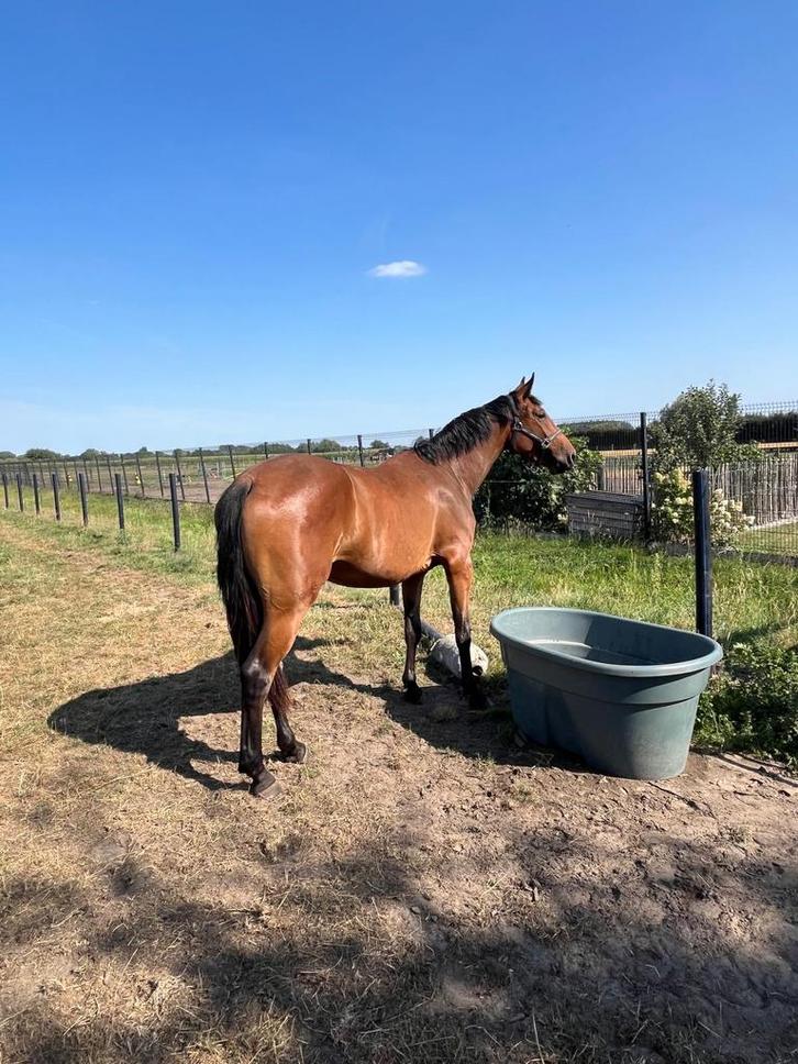 Getalenteerde 3 jarige Merrie, Dieren en Toebehoren, Paarden, Merrie, Onbeleerd, 170 tot 175 cm, 3 tot 6 jaar, Springpaard, Met stamboom