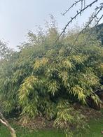 Haie de bambou (Fargesia rufa) à vendre, Tuin en Terras, Planten | Struiken en Hagen, Ophalen, Bamboe, Haag