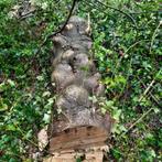 Stam hout hulst Boomstam - Ilex aquifolium, Stammen, Minder dan 3 m³, Ophalen, Overige houtsoorten