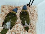 Handtamme Lori s van de blauwe bergen, Dieren en Toebehoren