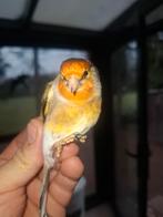 Koppeltje Distelvinken ( Kruising met kanarie ) !!!., Dieren en Toebehoren, Vogels | Overige Vogels, Meerdere dieren, Wildzangvogel