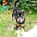 Turbo, Pinscher pup - te koop (Belgisch), Dieren en Toebehoren, België, 15 weken tot 1 jaar, CDV (hondenziekte), Eén hond