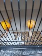 Kanaries, Dieren en Toebehoren, Vogels | Kanaries, Mannelijk, Kleurkanarie