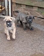 Cane corso pups, Dieren en Toebehoren, België, Fokker | Hobbymatig, CDV (hondenziekte), 8 tot 15 weken