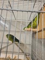 Perruche catherine, Dieren en Toebehoren, Vogels | Parkieten en Papegaaien, Parkiet