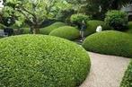 Buxuswolken zelf maken kan iedereen fotos zijn maar vb !!, Jardin & Terrasse, Plantes | Jardin, Enlèvement ou Envoi