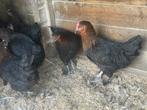 Marans kippen, Dieren en Toebehoren, Pluimvee