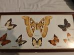 Vlinders, Verzamelen, Dierenverzamelingen, Ophalen of Verzenden