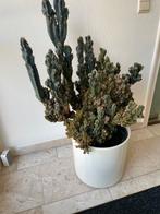 Grote oude cactus, Ophalen, Cactus