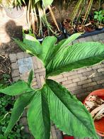 Sauromatum venosum, Tuin en Terras, Planten | Tuinplanten, Ophalen