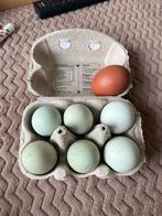 Broedeieren groenleggers, Dieren en Toebehoren, Kip