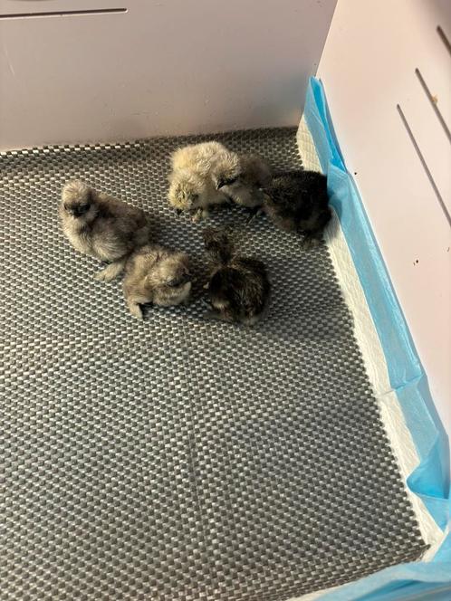 USA zijdehoender kuikens, Dieren en Toebehoren, Pluimvee