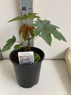 ricinus, Voorjaar, Ophalen