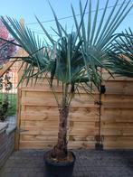 DIVERSES PLANTES À VENDRE, Tuin en Terras, Ophalen